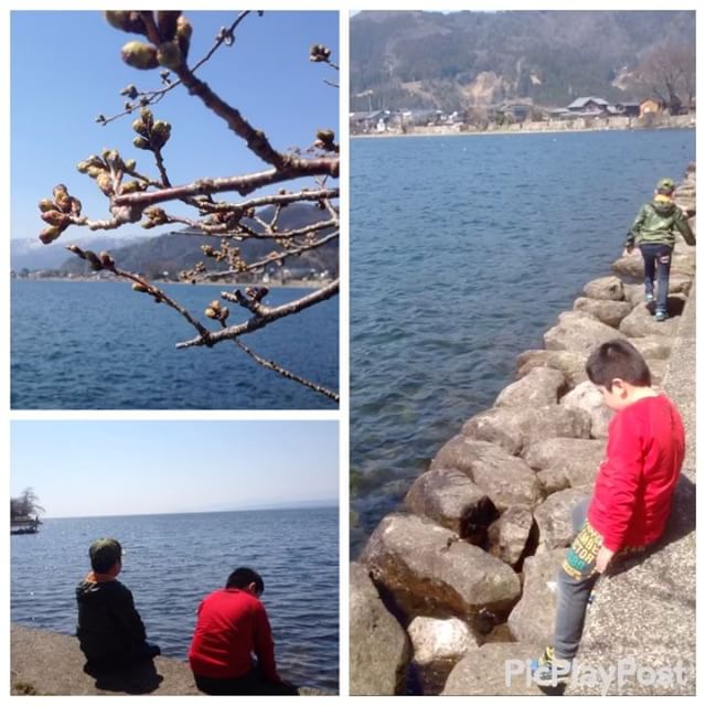 海津大崎の桜、蕾はふっくらとしていましたが、残念ながらまだ咲いていませんでした。もう少しで咲きそうだったなぁ……惜しい！(-_-;)けれど、お天気も良くて本当に気持ち良かったぁー️#太陽めがね #海津大崎の桜まだかぁー⁈#滋賀県LOVE️