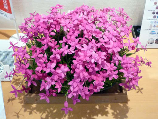 201105231.jpg