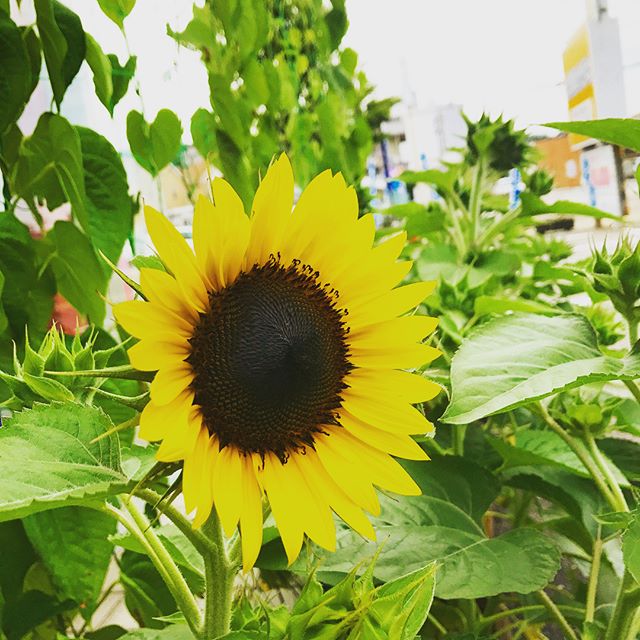 子供たちは学校が夏休みに入りました……が大人はいつもと変わらずの通常業務w「宿題がいっぱいで小学生も大変なんだよ！大人っていいわぁー！仕事だけすればいいし(-_-;)」って息子に言われましたが、大人からすると君ら小学生の方が羨ましいよ！1ケ月も休みだし…(ｰ ｰ;)#太陽めがね#今年は宿題溜めるのやめてね！#今年、宿題手伝ってあげねぇからなーΣ(-᷅_-᷄๑)#️ヒマワリ開花第一号️#ついにヒマワリ咲きました️