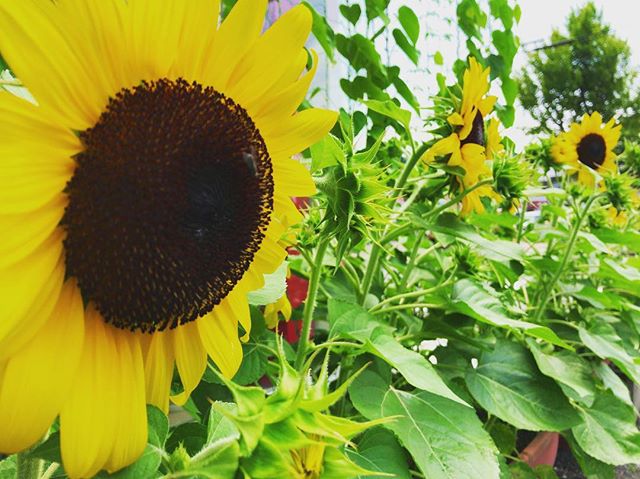 ヒマワリがつぎつぎに開花しています️宇宙イモの蔓も、もう少しで屋根に到達しそうです(≧∀≦)今年はにぎやかなグリーンカーテンになってくれてうれしいです️️朝、出勤してきた時、たくさんのお花が出迎えてくれると、うれしいもんですね️#太陽めがね#水やり頑張るぞ！