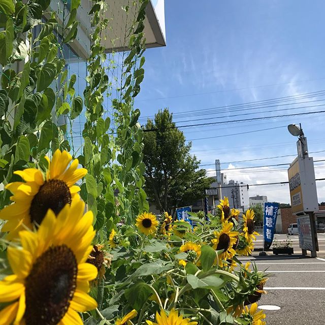 ようやく北陸も梅雨明けしましたね️夏らしいスッキリとした澄んだ青空と、ギラギラの眩しい太陽の日差し️これぞ夏️って感じです️暑いけど、ジメジメとおさらばできてホント嬉しいです(≧∀≦)#太陽めがね#ようやく梅雨明けかーい️#今年の梅雨長かった(-_-;)#暑いけど、夏はイイねー️